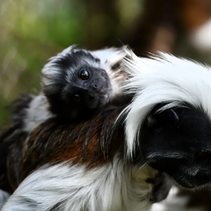 Bővült a Liszt-majmocskák csapata a Miskolci Állatkertben
